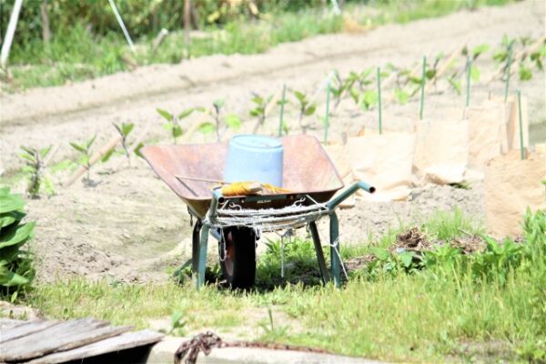 畑で野菜を作る―素人の農作業その壱「開墾」